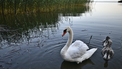 white swan swims in a pond