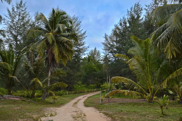 Obraz na płótnie Canvas Dirt road in the jungle.