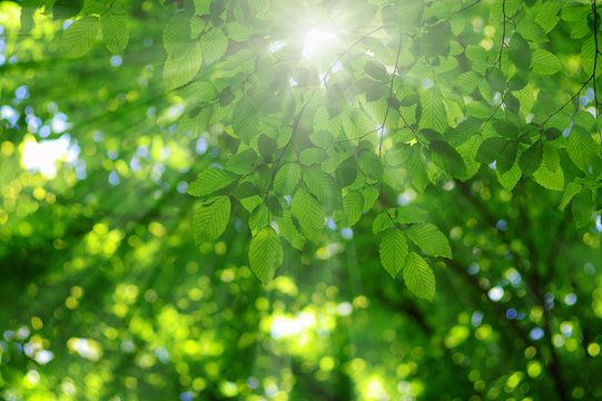  sun in the green leaves.