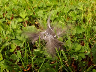 Brown Baby Feathers in Green Grass