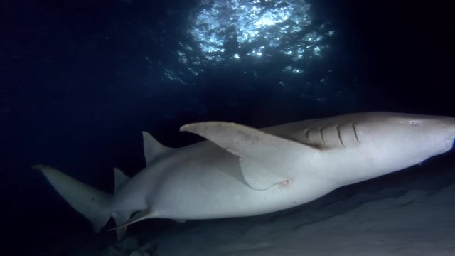 Tawny nurse shark swims in the night over sandy bottom, Indian Ocean, Maldives, Asia
