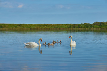 White Swan Family