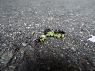 虫の死骸に群がるアリたち ants were swarming to dead