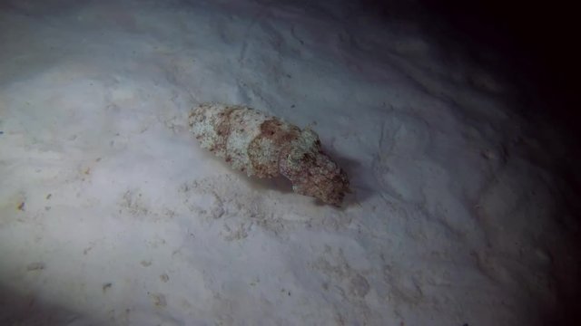 Pharaoh Cuttlefish swim over sandy bottom in the night - Indian Ocean, Maldives

