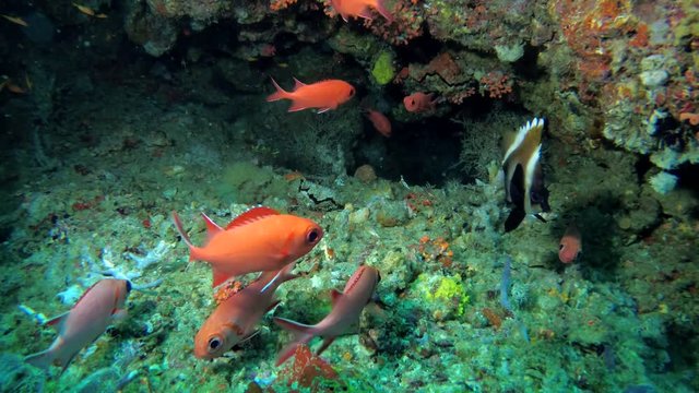 Life in the cave, school of Squirrelfish - Myripristis berndti and Phantom Bannerfish - Heniochus pleurotaenia, Indian Ocean, Maldives, Asia
