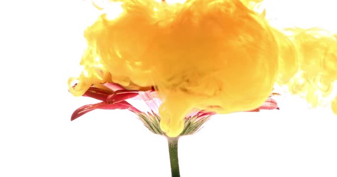 Yellow ink spraying on beautiful flower on white background shooting with 4k high speed camera.