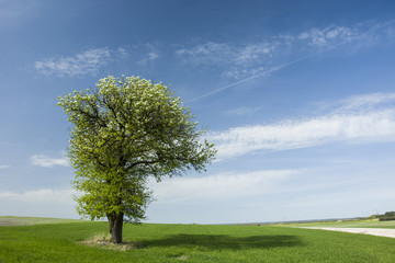 Fototapeta na wymiar Blooming tree on a green meadow and blue sky