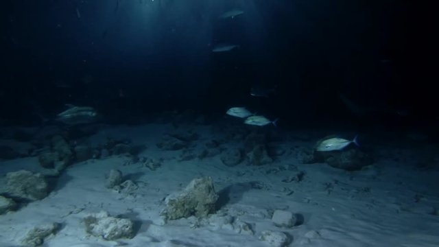 school of Bluefin trevally - Caranx melampygus swims in the night, Indian Ocean, Maldives
