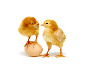 brown egg and chicks