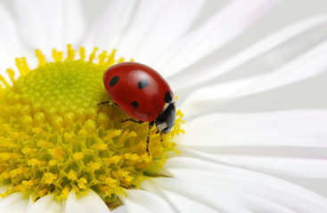 Obraz premium Ladybug on a flower