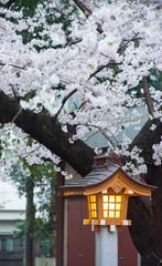 Japanese lantern under cherry blossom tree in bloom