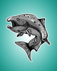 Salmon illustration