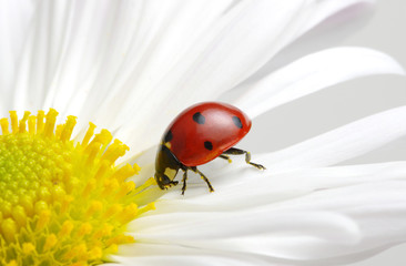 Naklejka premium Ladybug on a flower