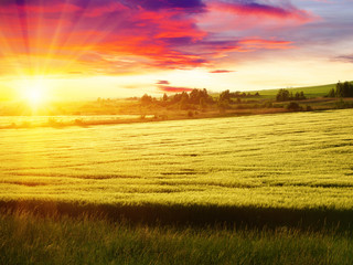 Sunset on the wheat