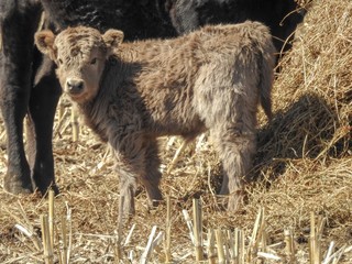 highland calf and his dad