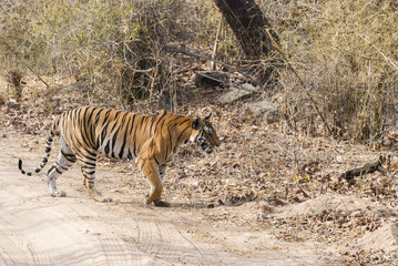 Fototapeta na wymiar A tigress walking across safari track inside bandhavgarh tiger reserve during hot summer day