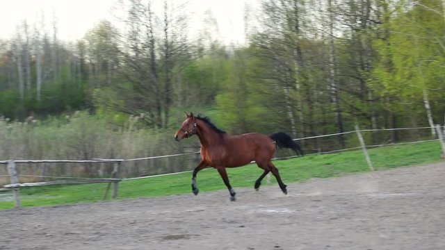 Strong horse is galloping on the meadow in evening