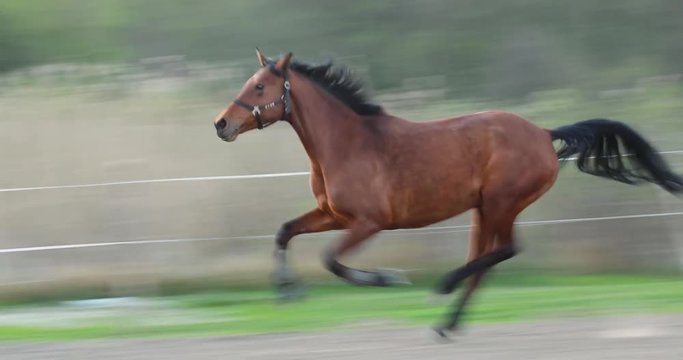 Strong horse is galloping on the meadow in evening