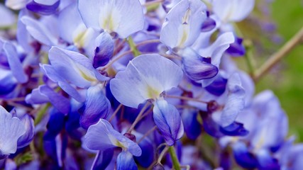 Fototapeta na wymiar Blauregen in voller Blüte