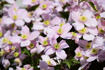 Blumenmeer, Clematis montana