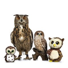 Row / collection of owls; stuffed animals, ceramic and Turkmenian Eagle owl / bubo bubo turcomanus sitting isolated on white background looking straight in lens