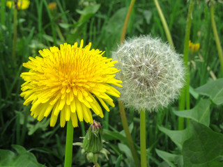 A close-up of dandelions (TTaraxacum) in both its forms - with yellow petals and white fluff.