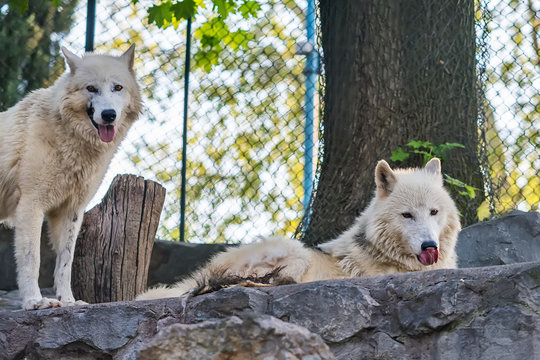Arctic Wolf in captivity 
