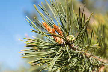 Naklejka na ściany i meble Close-up of pine branch. Softwood pine cone.
