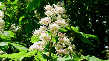 Blühende Kastanienbäume und Blüten