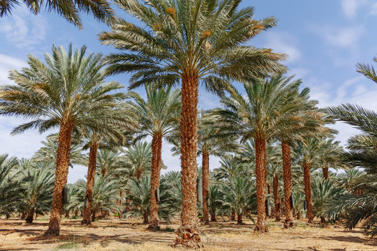 Plantation of Phoenix dactylifera, commonly known as date or date palm trees in Arava and Negev desert, Israel, cultivation of sweet delicious Medjool date fruits
