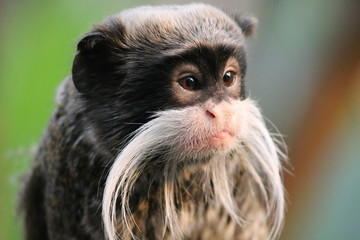 Monkey - Emperor Tamarin monkey with moustash from brazil