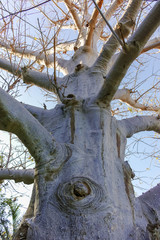 Long-lived native african tree baobab, Adansonia digitata in kibbutz Ein-Gedi near Dead sea, Israel