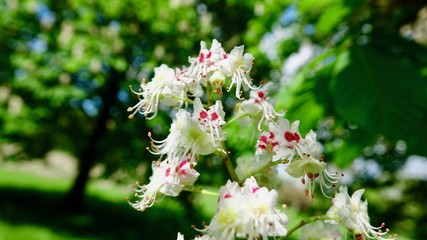Blühende Kastanienbäume und Blüten
