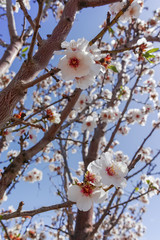 Almonds tree blossom, springtime in orchard, nature background with blue sky