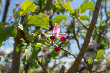 Beautiful pink apple tree blossom, springtime in kibbutz orchard Negev desert, Israel in February