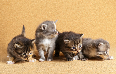 Newborn kitten. Day 20 of life.