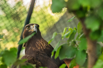 Naklejka premium Golden eagle in captivity