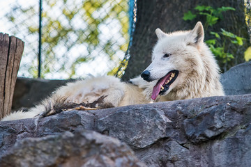 Arctic Wolf in captivity 