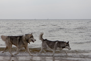 Couple of husky dogs playing on seaside