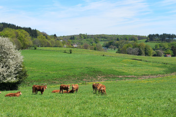 Naklejka na ściany i meble Limousin cows in France