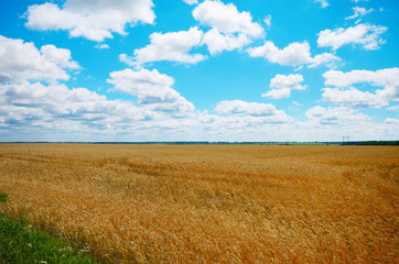 Wheat ears sunny day under blue sky