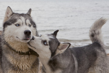 Couple of husky dogs playing on seaside