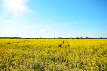 Fototapeta premium Bright yellow canola field under blue sky summer day