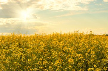Obraz premium Bright yellow canola field under blue sky summer day