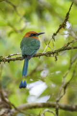 Broad-billed Motmot - Electron platyrhynchum, beautiful colorful motmot from Central America forests, Costa Rica.