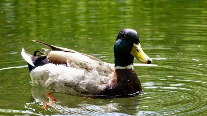 Ente, Stockente, Erpel, Männchen