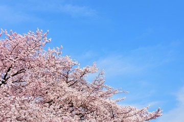 Cherry blossom and blue sky, Tokyo, Japan 