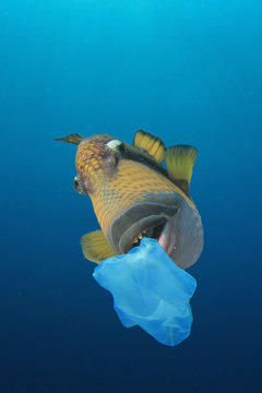 Pollution. Plastic pollution problem - fish eat plastic so seafood is contaminated with toxins  