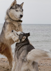 Couple of husky dogs playing on seaside