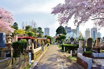 Somei Reien Cemetery and cherry blossom, Tokyo, Japan 